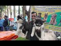 naihati dog market naihati pet market location recent puppy price update galiff street kolkata