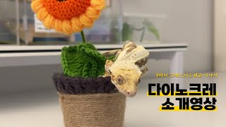 다이노크레 첫 영상으로 인사드립니다 (크레스티드게코 소개영상)