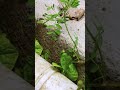 timelapse of weeds growing on street curb timelapse plants weeds nature