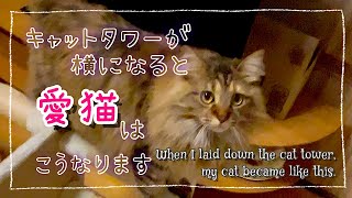 キャットタワーが横になると愛猫はこうなります　#猫　#猫との暮らし #catsvideos 　#shorts