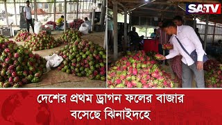 দেশের প্রথম ড্রাগন ফলের বাজার বসেছে ঝিনাইদহে | Dragon Fruit Market | SATV NEWS