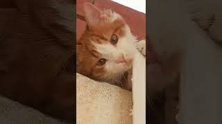 #jisoflower #cat #cats #viralvideo #viralshorts #viral #viralsong #youtubeshorts #youtube#shorts