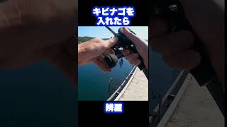 【海上釣堀】キビナゴを筏に入れたら...