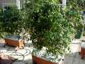 My Garden with Earthboxes My Garden with Earthboxes