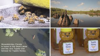 Florida Travel: Wewahitchka: Tupelo Honey Capital of the World