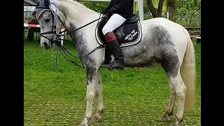 2009 german riding pony gelding 14.1 hh 110 cm www.sporthorses-online.com