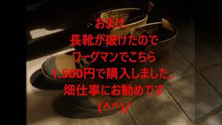 畑日記（草刈り機満タンチャレンジとサツマイモ試し掘りイノシシ対策！）