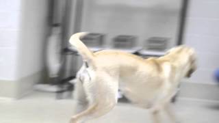 XX Files : The smell test : The working dog center CLIP