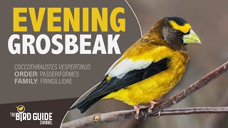 Evening Grosbeak | Forest Bird (The Bird Guide Channel)