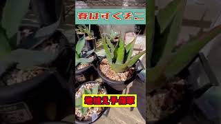 アガベ地植え予備軍