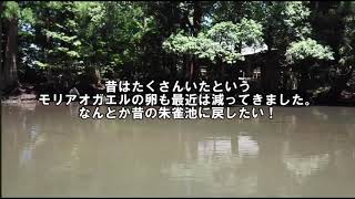 20190721朱雀池の水を抜く日