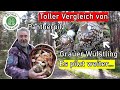 Toller Vergleich Pantherpilz und Grauer Wulstling! Pilztour mit einem Freund mit reichlichen Funden