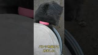 【閲覧注意】犬がネズミを捕まえました