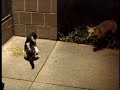 fox vs. cat