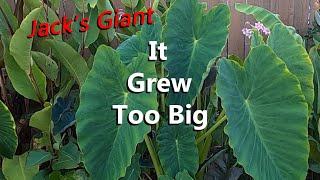 The Colocasia Jack's Giant is Growing Too Big in My Tropical Garden with All the Elephant Ear Plants