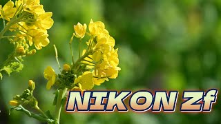 【VLOG】NIKON ZF で撮る菜の花撮影