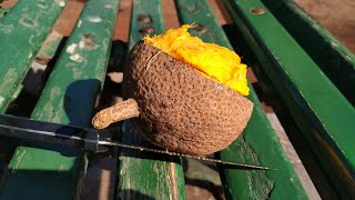 Mamey Apple or Tropical Apricot (Mammea americana)