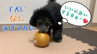 【初めてのフルーツ】トイプードルの子犬、初めての梨を食べる