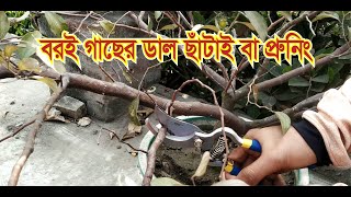 ছাদবাগানে বল সুন্দরী বরই গাছের ডাল ছাঁটাই বা প্রনিং এর সঠিক নিয়ম ও প্রদ্ধতি | Joy Roof Garden