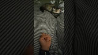 Cat hates middle finger! 😂🖕😼#cats #catshorts #kitten #slowmotion