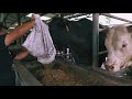 Lembu Wagyu Pertama Colla Cattle Farm!!