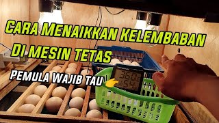 Cara menaikkan kelembaban penetasan telur ayam , Pemula Wajib Tau‼️