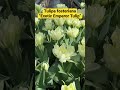 tulipa fosteriana tulip exotic emperor. tulip love beauty