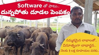 లాభసాటిగా దున్నపోతు దూడల పెంపకం|| Male Calf Rearing|| దూడల పెంపకంలో Software ఉద్యోగి విజయగాథ