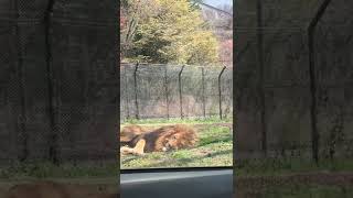 ライオン 近い おやすみ 動物 サファリパーク