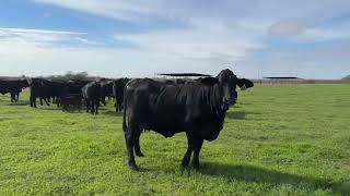 40 Brangus Heifer pairs