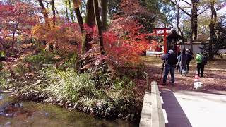 京都の紅葉「下鴨神社・糺の森」（2021年12月8日　京都市左京区）