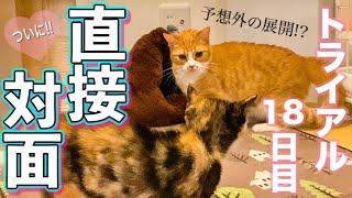 【保護猫・子猫】先住猫×新入り猫 初めての直接対面(トライアル18日目)