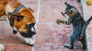 Funny ANIMALS s😂Funniest CATS😹 and DOGS🐶 2024