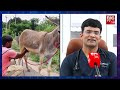 donkey milk health benefits ఒక్క స్పూన్ గాడిద పాలు తాగితే ఎంత లాభమంటే big tv digital