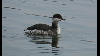 454. Potápka žlutorohá, Horned Grebe, Podiceps auritus, Ohrentaucher