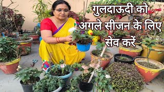 गुलदाऊदी के पौधे को अगले साल के लिए ऐसे सेव करें/Save Chrysanthemum Plant for next Season