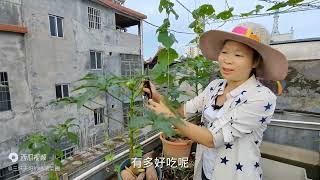 蔬菜涨价豇豆8块一斤？三妹家楼顶蔬菜自足，网友羡慕了