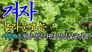 ☞#건강한tv.겨자의 놀라운 효능【살균작용,위장건강,항암작용도 뛰어난 겨자입니다】