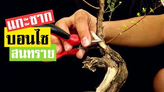 บอนไซ : การแกะซาก สนทราย | Bonsai 014