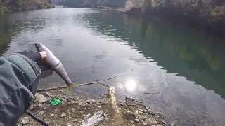 丹沢湖で春といえば世附川！？30分Fishing！！