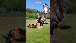 Friendship between a dog and an eagle #mrwildtracks #animaltracks #animals #viralshort