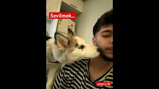 Sevginin en saf hali.. #cat #köpek #automobile #remix #music #kitten #shorts #keşfet #kids #dog #pop