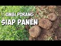 Kondisi Umbi Porang || Satu Sampai Dua Bulan Setelah Dorman