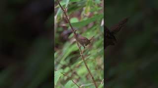 ミソサザイちゃんの地鳴き