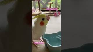 お水を注ぐ音マネ【オカメインコ】のロアさん