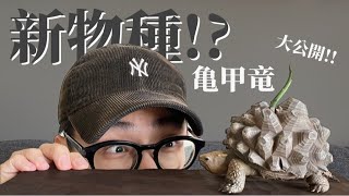 【開箱】新物種?!!從日本買了一隻’’亀甲竜‘‘ 實在太帥啦!! 塊根動物 Dioscorea Elephantipes Meiolania