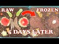 Raw vs Frozen Worm Bin Food Results!! + Worm Tower Rotation & Timelapse | Vermicompost Worm Farm