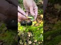 Sulphur Tufts #foraging #wildfoodforaging #wildmushrooms #wildfooduk #foragingcourses