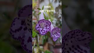 꽃과함께하는 #오키네 #이미자 #잊을수없는여인