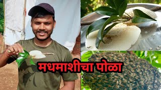 मधमाशीचा पोळा काढण्याची पद्धत🥰||Honey Bees||@SAURABH_JADHAV